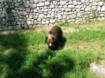 Bear on Spormaggiore, Paganella