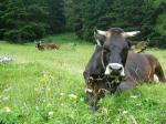 Val d'Agola Queen