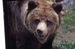 L'orso del Brenta