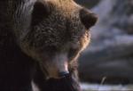 L'orso del Brenta