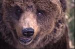L'orso del Brenta