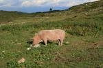 Malga Tassulla best friend