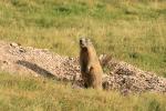 Marmotta, Monte Peller, Val di Non, Dolomiti Brenta Bike
